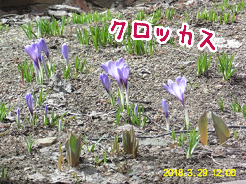 春の写真