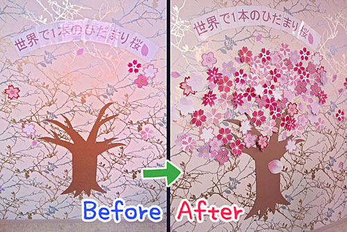 ひだまりカフェの桜①.jpg