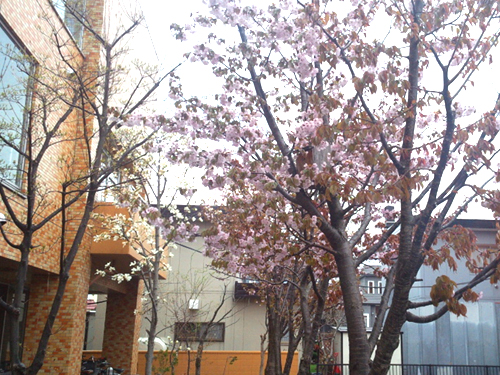 ひまわり桜１.jpg