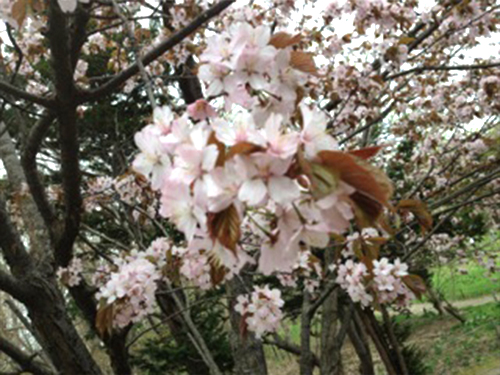 円山公園桜.jpg