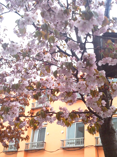 ひまわり桜２.jpg