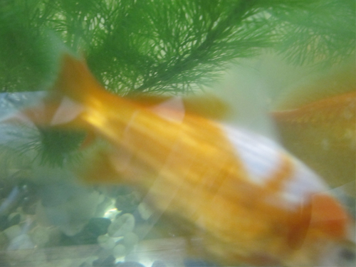 金魚１.jpg