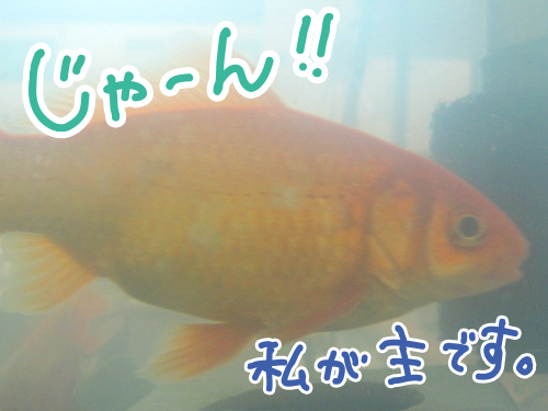 金魚2.jpg